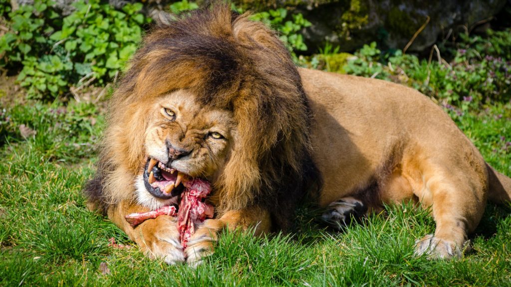 lion eating meat